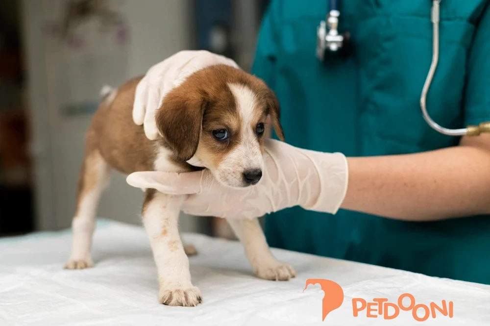 گرمازدگی در سگ ها چیست؟ | همه چیز درباره علت، علائم و اقدامات فوری در پت شاپ آنلاین پت دونی 1404